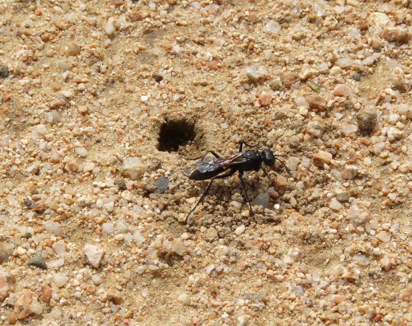 Podalonia hirsuta mervensis  ♀ (Sphecidae)